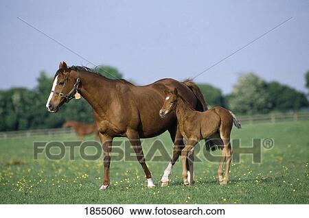 Horses - Thoroughbreds, Mares And Foals, View Large Photo Image Stock Image - Horses - Thoroughbreds, Mares And Foals,. Fotosearch