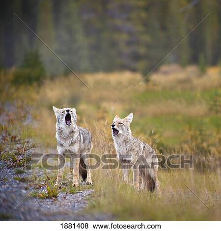 Stock Photo - howling coyotes (canis latrans); canmore, alberta, canada. Fotosearch