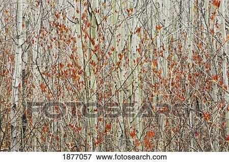 hymers, ontario, canada; spring buds against birch trees View Large Photo Image Stock Photo - hymers, ontario, canada; spring buds against birch trees. Fotosearch