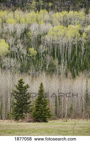 Stock Photo - hymers, ontario, canada; two evergreen trees outside the edge of a forest with spring growth on a mountain side. Fotosearch