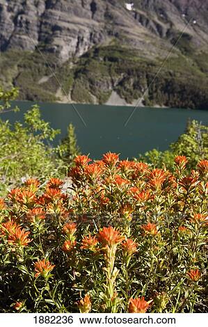 indian paintbrush flowers with a mountain lake in the background; montana, united states of america View Large Photo Image Stock Photograph - indian paintbrush flowers with a mountain lake in the background; montana, united states of america. Fotosearch