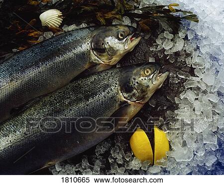 Stock Photography - Ireland, Food, Fish, Fresh Salmon. Fotosearch
