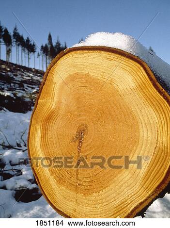 Ireland; Rings On Felled Tree Trunk In Winter View Large Photo Image Picture - Ireland; Rings On Felled Tree Trunk In Winter. Fotosearch