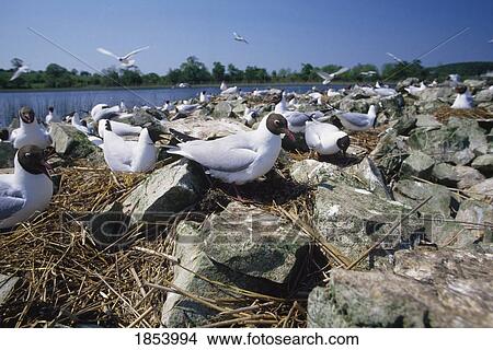 Picture - Irish Birds, Black-Headed Gulls, Lough Key, Ireland. Fotosearch