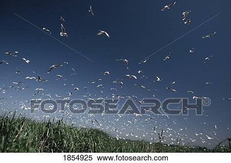 Irish Birds, Tern & Black Headed Gull, Colony Lough Neagh Co Armagh, View Large Photo Image Stock Photography - Irish Birds, Tern & Black Headed Gull, Colony Lough Neagh Co Armagh,. Fotosearch