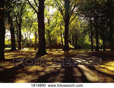 Stock Image - Irish National Botanic Gardens, Glasnevin, Co Dublin, Ireland; Arboretum In Botanic Gardens. Fotosearch