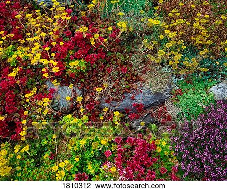 Kilcrohane, Co Cork, Ireland, Sedums And Thyme View Large Photo Image Stock Image - Kilcrohane, Co Cork, Ireland, Sedums And Thyme. Fotosearch