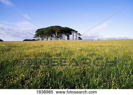 Killarney, Co Kerry, Ireland; Tree Outcrop In A Field Of Wildflowers View Large Photo Image Stock Photography - Killarney, Co Kerry, Ireland; Tree Outcrop In A Field Of Wildflowers. Fotosearch