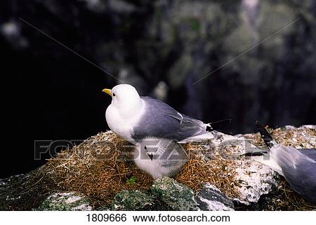 Kittiwakes, Skellig Islands, Ireland View Large Photo Image Stock Photograph - Kittiwakes, Skellig Islands, Ireland. Fotosearch