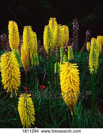 Picture - Kniphofia. Fotosearch