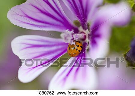 ladybug on a wildflower in columbia river gorge national scenic area; oregon, united states of america View Large Photo Image Stock Image - ladybug on a wildflower in columbia river gorge national scenic area; oregon, united states of america. Fotosearch