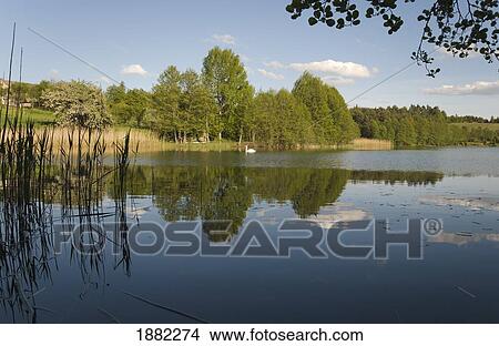 Picture - lake with swan swimming; rekowo, poland. Fotosearch
