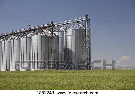 large grain storage bins on an unripe wheat field; alberta, canada View Large Photo Image Stock Image - large grain storage bins on an unripe wheat field; alberta, canada. Fotosearch