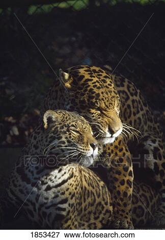 Stock Photo - Leopard (Panthera Pardus), Dublin Zoo, Phoenix Park, Dublin, Ireland. Fotosearch