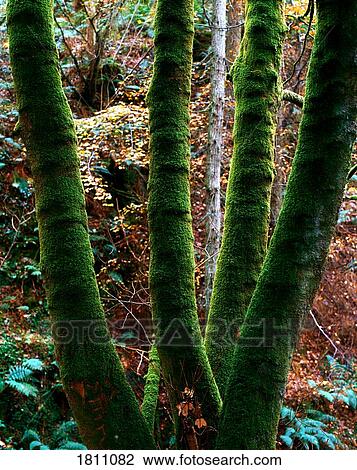 Lichen Covered Trees View Large Photo Image Stock Image - Lichen Covered Trees. Fotosearch