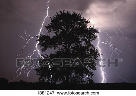 lightning strikes in the sky behind a tree; alberta, canada View Large Photo Image Stock Photo - lightning strikes in the sky behind a tree; alberta, canada. Fotosearch