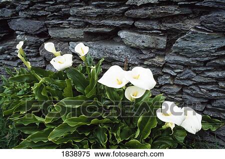 Stock Photography - Lilies Growing Next To A Stone Wall. Fotosearch