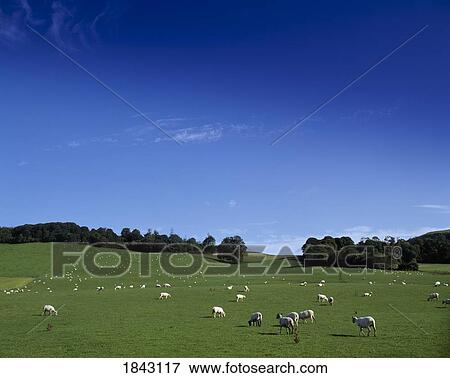 Lissard, Co Meath, Ireland; Sheep In A Field View Large Photo Image Stock Photo - Lissard, Co Meath, Ireland; Sheep In A Field. Fotosearch