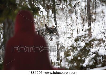little red riding hood looking at the big bad wolf; alberta, canada View Large Photo Image Stock Photograph - little red riding hood looking at the big bad wolf; alberta, canada. Fotosearch