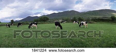 Picture - Livestock, Fresian Cattle,. Fotosearch