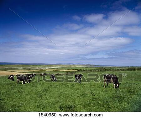Stock Image - Livestock, Fresian Cows. Fotosearch