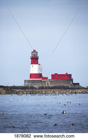 longstone lighthouse and guillemot in the water; staple island, northumberland, england View Large Photo Image Stock Image - longstone lighthouse and guillemot in the water; staple island, northumberland, england. Fotosearch