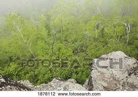 Stock Image - looking down from a mountain top into a foggy forest; thunder bay, ontario, canada. Fotosearch