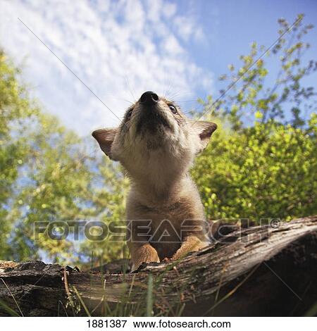 low angle of a coyote pup propped on a log; kalispell, montana, united states of america View Large Photo Image Stock Photo - low angle of a coyote pup propped on a log; kalispell, montana, united states of america. Fotosearch