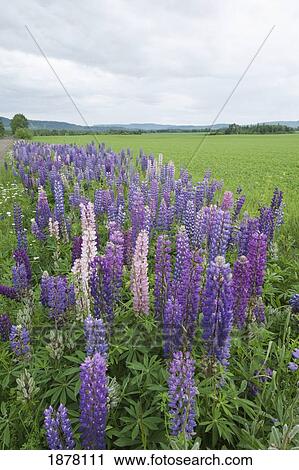 Stock Image - lupines in a field with mountains in the distance; thunder bay, ontario, canada. Fotosearch