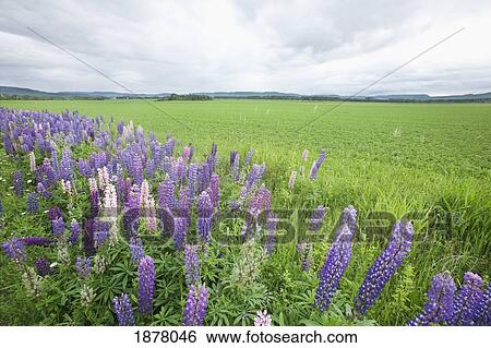 lupines in a field with mountains in the distance; thunder bay, ontario, canada View Large Photo Image Stock Photograph - lupines in a field with mountains in the distance; thunder bay, ontario, canada. Fotosearch