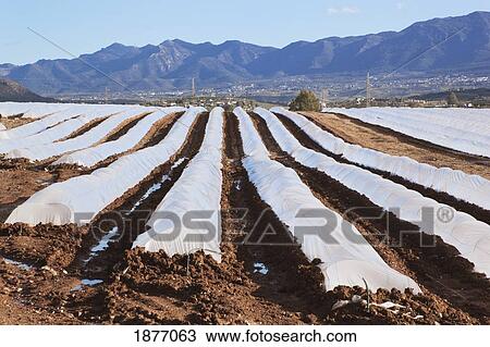 malaga, andalusia, spain; crops growing in plastic (polythene) tunnels near pizarra View Large Photo Image Stock Image - malaga, andalusia, spain; crops growing in plastic (polythene) tunnels near pizarra. Fotosearch