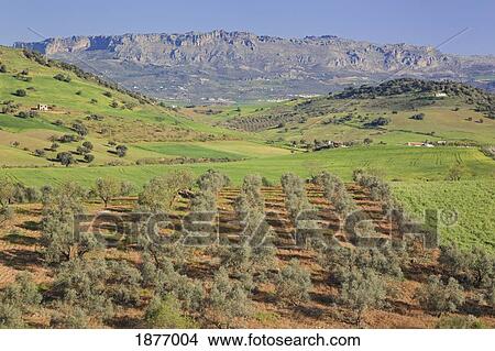 Picture - malaga, andalusia, spain; landscape with olive trees near villanueva de al concepcion. Fotosearch