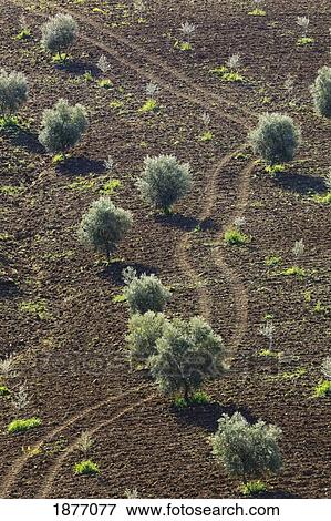 malaga, andalusia, spain; landscape with olive trees near villanueva de la concepcion View Large Photo Image Stock Photo - malaga, andalusia, spain; landscape with olive trees near villanueva de la concepcion. Fotosearch