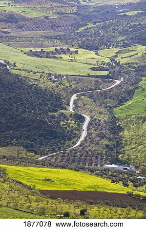 Stock Photo - malaga, andalusia, spain; landscape with olive trees near villanueva de la concepcion. Fotosearch