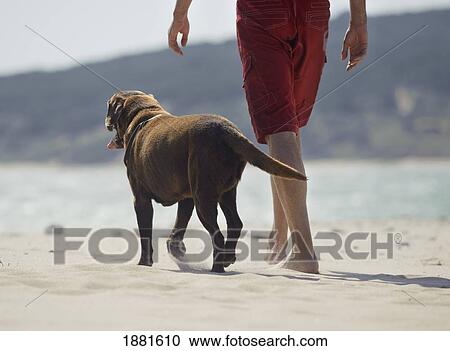 man walking with his dog on punta paloma beach; tarifa, cadiz, andalusia, spain View Large Photo Image Stock Image - man walking with his dog on punta paloma beach; tarifa, cadiz, andalusia, spain. Fotosearch