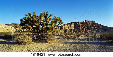 Stock Image - Mojave, California, Usa; Joshua Tree. Fotosearch