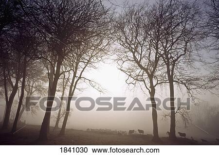 Morning Mist, Co Wicklow, Ireland View Large Photo Image Stock Image - Morning Mist, Co Wicklow, Ireland. Fotosearch
