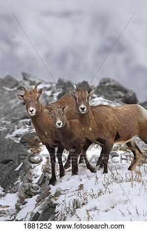 Stock Image - mountain sheep family; nordegg, alberta, canada. Fotosearch