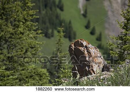 mountain side rock with lichen and a green mountain meadow in the background; alberta, canada View Large Photo Image Stock Image - mountain side rock with lichen and a green mountain meadow in the background; alberta, canada. Fotosearch