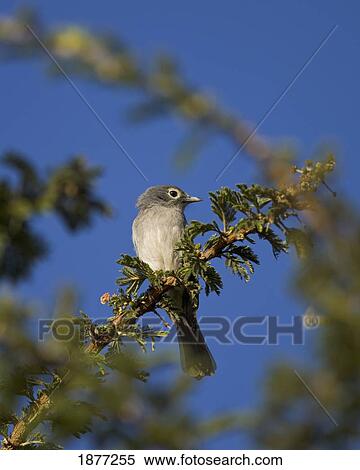 naivasha, rift valley, kenya, africa; white-eyed slaty flycatcher (melaenornis fischeri) View Large Photo Image Stock Photography - naivasha, rift valley, kenya, africa; white-eyed slaty flycatcher (melaenornis fischeri). Fotosearch