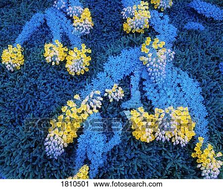 Stock Image - Nasturtium & Abies, Kilbogget, Co Dublin, Ireland. Fotosearch