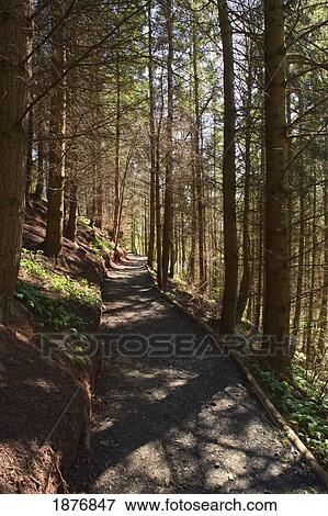 northumberland, england; a trail through the forest View Large Photo Image Stock Photo - northumberland, england; a trail through the forest. Fotosearch