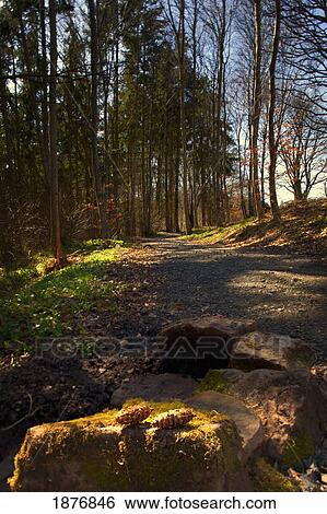northumberland, england; a trail through the trees View Large Photo Image Stock Photograph - northumberland, england; a trail through the trees. Fotosearch