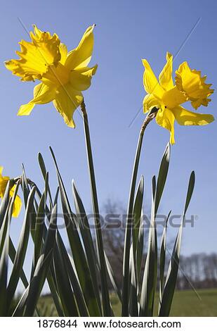 northumberland, england; yellow daffodils View Large Photo Image Picture - northumberland, england; yellow daffodils. Fotosearch