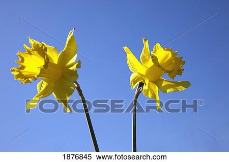 Stock Photography - northumberland, england; yellow daffodils. Fotosearch