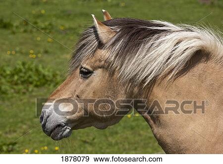 norwegian fjord horse; northumberland, england View Large Photo Image Stock Photo - norwegian fjord horse; northumberland, england. Fotosearch