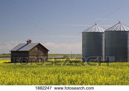 old wooden barn and metal grain bins in a field of flowering canola; crossfield, alberta, canada View Large Photo Image Stock Photo - old wooden barn and metal grain bins in a field of flowering canola; crossfield, alberta, canada. Fotosearch