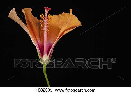 orange hibiscus with missing petals View Large Photo Image Stock Photography - orange hibiscus with missing petals. Fotosearch