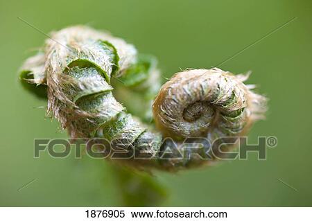 oregon, united states of america; a new fern branch in spring on mount hood in the oregon cascades View Large Photo Image Stock Photography - oregon, united states of america; a new fern branch in spring on mount hood in the oregon cascades. Fotosearch