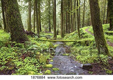 Picture - oregon, united states of america; a trail and stream going through mount hood national forest. Fotosearch